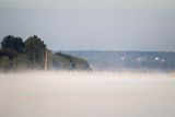 Żuraw zwyczajny, żuraw, żuraw popielaty, żuraw szary, Grus grus, noclegowisko, w porannej mgle nad Wisłą