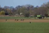 Sarny, Capreolus capreolus, żuraw, grus grus, i traktor