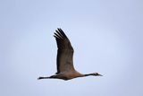 Żuraw zwyczajny, żuraw, żuraw popielaty, żuraw szary, Grus grus