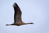 Żuraw zwyczajny, żuraw, żuraw popielaty, żuraw szary, Grus grus