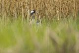 Żuraw zwyczajny, żuraw, żuraw popielaty, żuraw szary, Grus grus