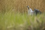 Żuraw zwyczajny, żuraw, żuraw popielaty, żuraw szary, Grus grus