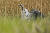 Żuraw zwyczajny, żuraw, żuraw popielaty, żuraw szary, Grus grus