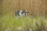 Żuraw zwyczajny, żuraw, żuraw popielaty, żuraw szary, Grus grus