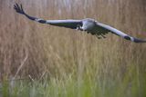 Żuraw zwyczajny, żuraw, żuraw popielaty, żuraw szary, Grus grus