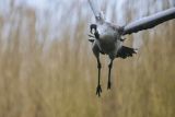 Żuraw zwyczajny, żuraw, żuraw popielaty, żuraw szary, Grus grus