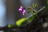 żywiec gruczołowaty Dentaria glandulosa