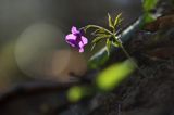 żywiec gruczołowaty Dentaria glandulosa