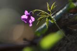 żywiec gruczołowaty Dentaria glandulosa