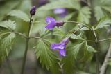 Żywiec gruczołowaty Dentaria glandulosa