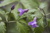 Żywiec gruczołowaty Dentaria glandulosa