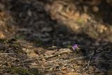 Żywiec gruczołowaty Dentaria glandulosa