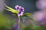 Żywiec gruczołowaty, Dentaria glandulosa