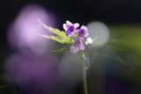 Żywiec gruczołowaty, Dentaria glandulosa