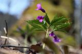 żywiec gruczołowaty Dentaria glandulosa