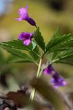 żywiec gruczołowaty Dentaria glandulosa