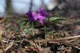 żywiec gruczołowaty Dentaria glandulosa