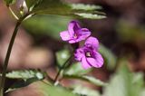 żywiec gruczołowaty Dentaria glandulosa