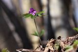 żywiec gruczołowaty Dentaria glandulosa