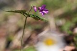 żywiec gruczołowaty Dentaria glandulosa