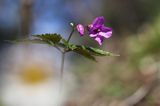 żywiec gruczołowaty Dentaria glandulosa