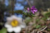 żywiec gruczołowaty Dentaria glandulosa