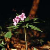 żywiec gruczołowaty Dentaria glandulosa)