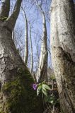 żywiec gruczołowaty Dentaria glandulosa