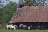 żywkowo, bociania wieś, bocian biały/ciconia ciconia/, Warmia