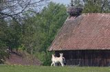 żywkowo, bociania wieś, bocian biały/ciconia ciconia/, Warmia