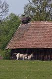 żywkowo, bociania wieś, bocian biały/ciconia ciconia/, Warmia