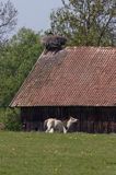 żywkowo, bociania wieś, bocian biały/ciconia ciconia/, Warmia