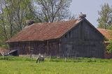 żywkowo, bociania wieś, bocian biały/ciconia ciconia/, Warmia