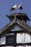 żywkowo, bociania wieś, bocian biały/ciconia ciconia/, Warmia