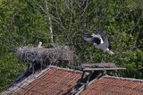 żywkowo, bociania wieś, bocian biały/ciconia ciconia/, Warmia