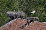 żywkowo, bociania wieś, bocian biały/ciconia ciconia/, Warmia