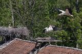 żywkowo, bociania wieś, bocian biały/ciconia ciconia/, Warmia