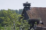 żywkowo, bociania wieś, bocian biały/ciconia ciconia/, Warmia