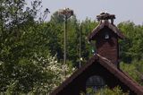 żywkowo, bociania wieś, bocian biały/ciconia ciconia/, Warmia